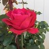 alerose2018